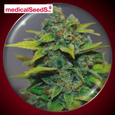 Banana Zkittlez  Medical Seed