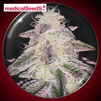 Medical Runntz