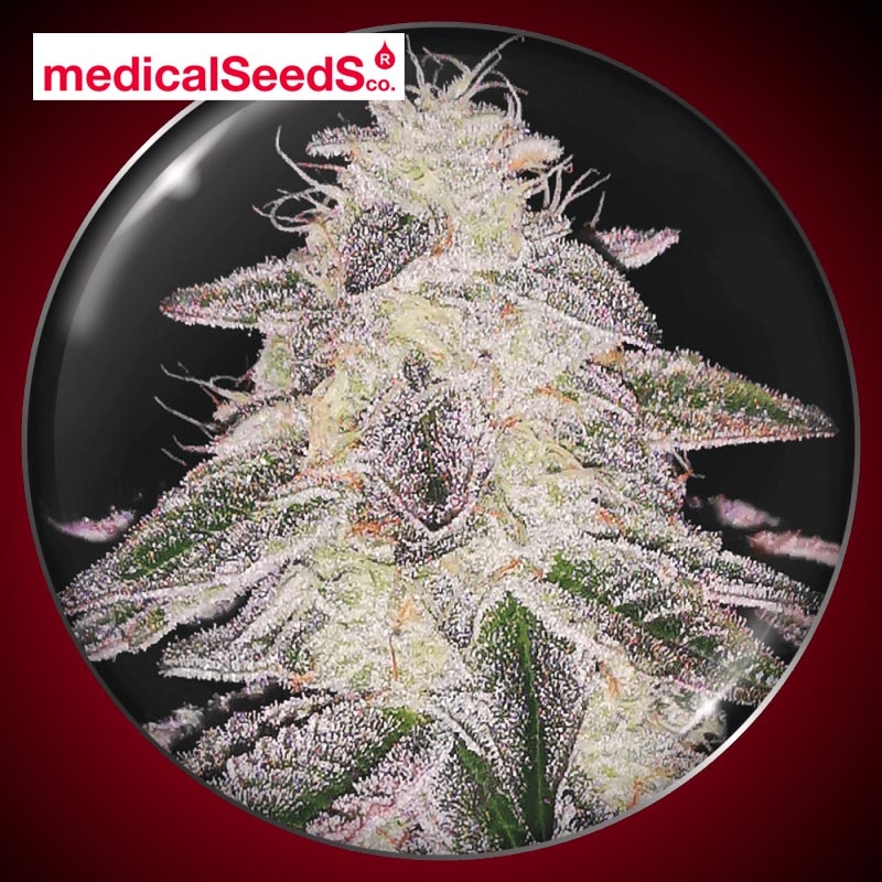 Medical Runntz