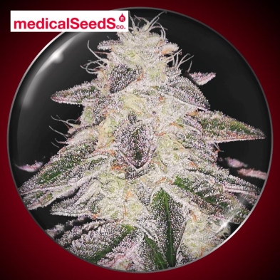 Medical Runntz