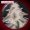 Medical Runntz