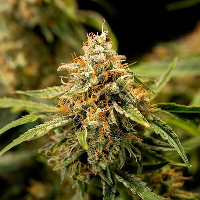 Medusa F1 Auto de Royal Queen Seeds