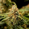 Medusa F1 Auto de Royal Queen Seeds