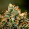 Epsilon F1 Auto de Royal Queen Seeds