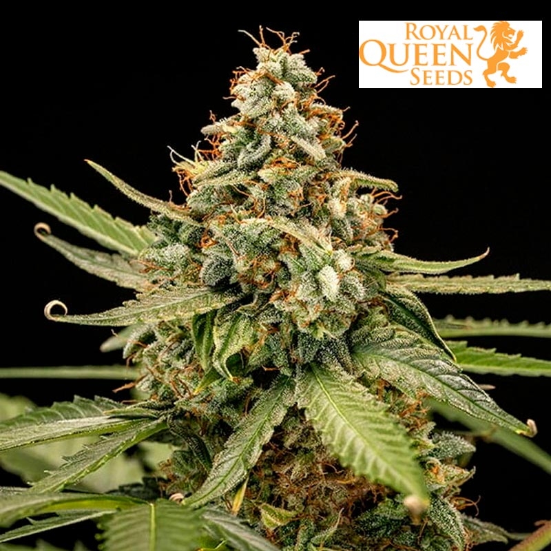 Titan F1 Auto de Royal Queen Seeds