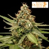Titan F1 Auto de Royal Queen Seeds