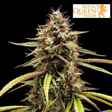Orion F1 auto de royal queen seeds