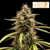 Orion F1 auto de royal queen seeds