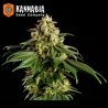 Dream Sherbet Feminzada de Kannabia