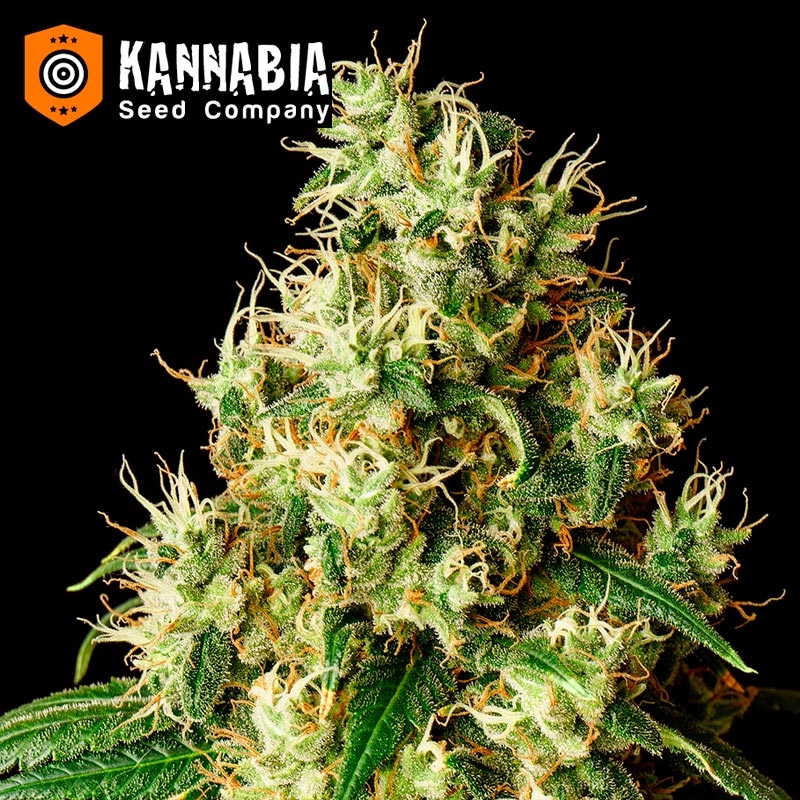 Mimosa Dream Kannabia