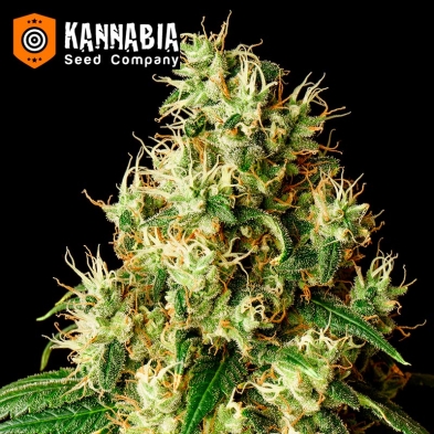 Mimosa Dream Kannabia