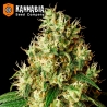 Mimosa Dream Kannabia