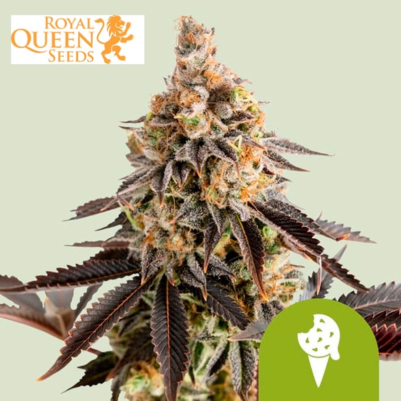 Cookies Gelato Auto