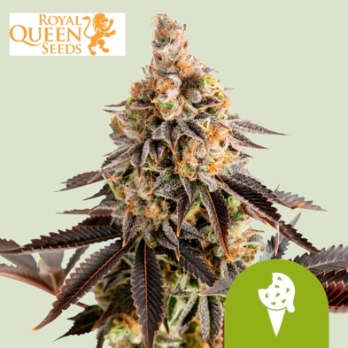 Cookies Gelato Auto