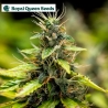 Royal Runtz Auto - Royal Queen seeds