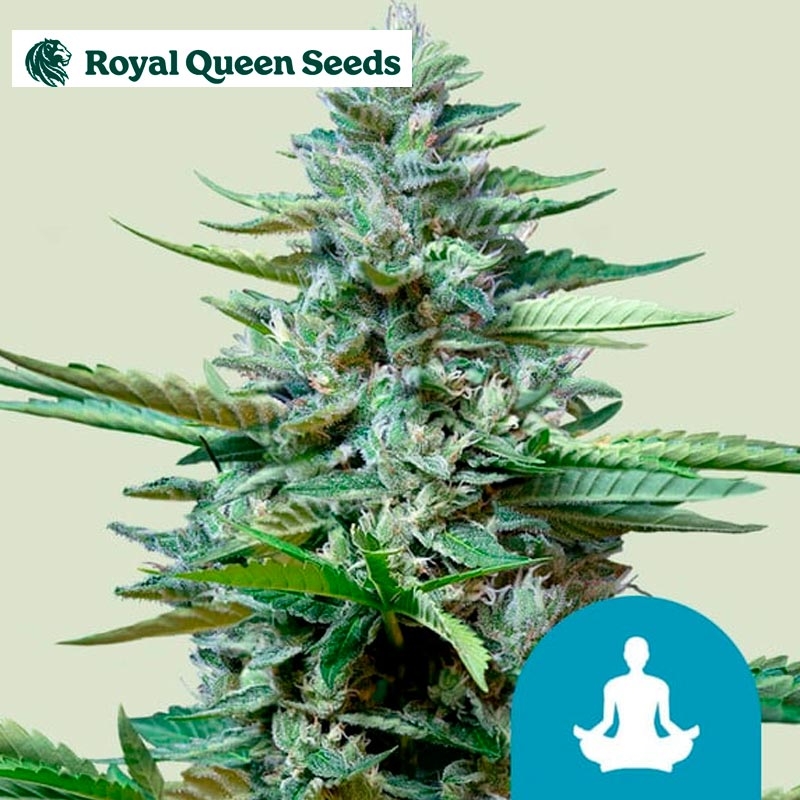 Street Killer Automatic CBD Royal Queen Seeds