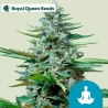 Street Killer Automatic CBD Royal Queen Seeds