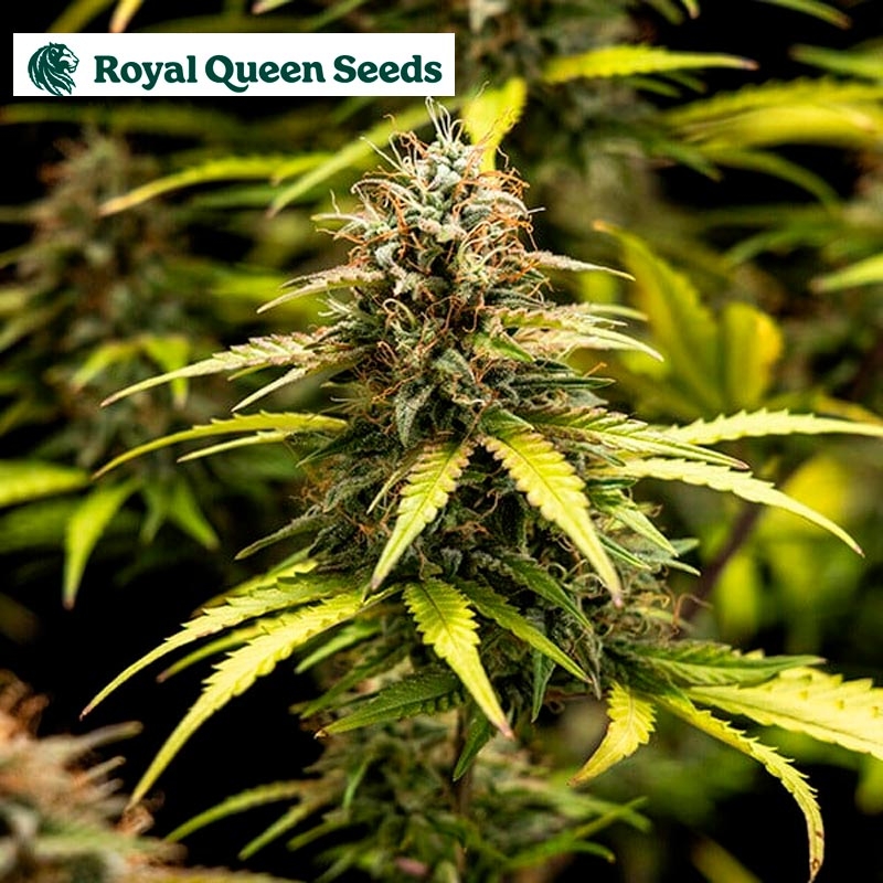 Cosmos F1 Royal Queen Seeds