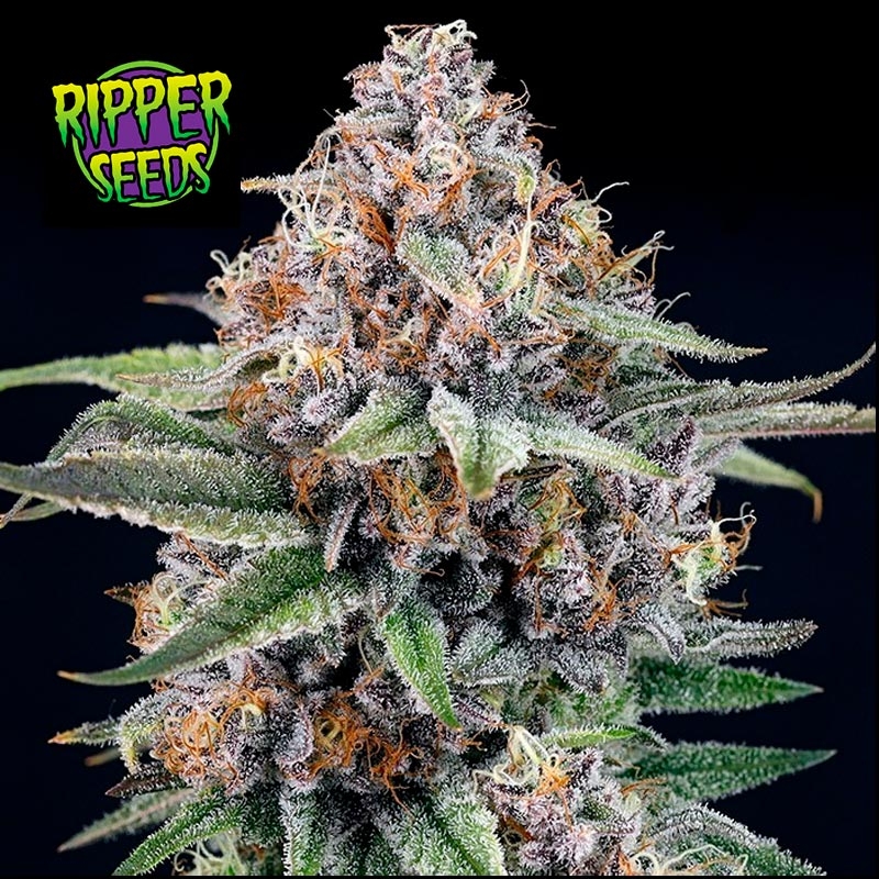 CandyGaz de Ripper Seeds