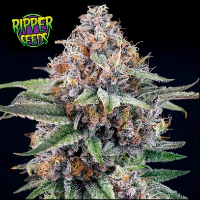 CandyGaz de Ripper Seeds
