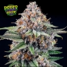 CandyGaz de Ripper Seeds