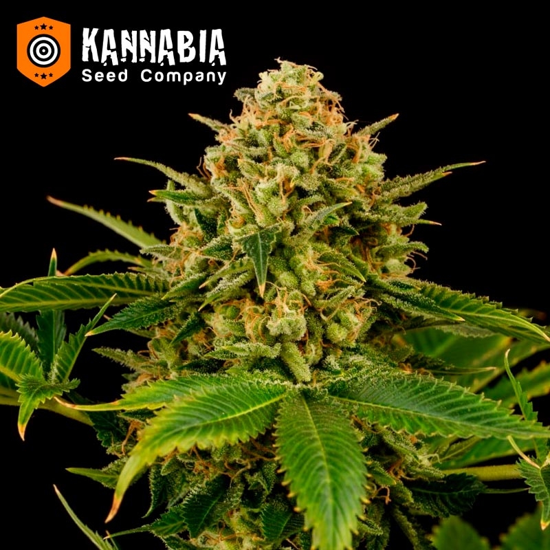 Monkey Grease de Kannabia Seeds