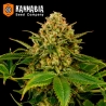 Monkey Grease de Kannabia Seeds