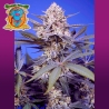 Imagen de Pineapple Slush XL Auto®