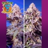 Imagen de Tropical & Delicious Mix®