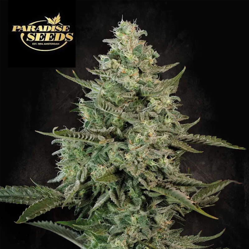 Mendo Creme