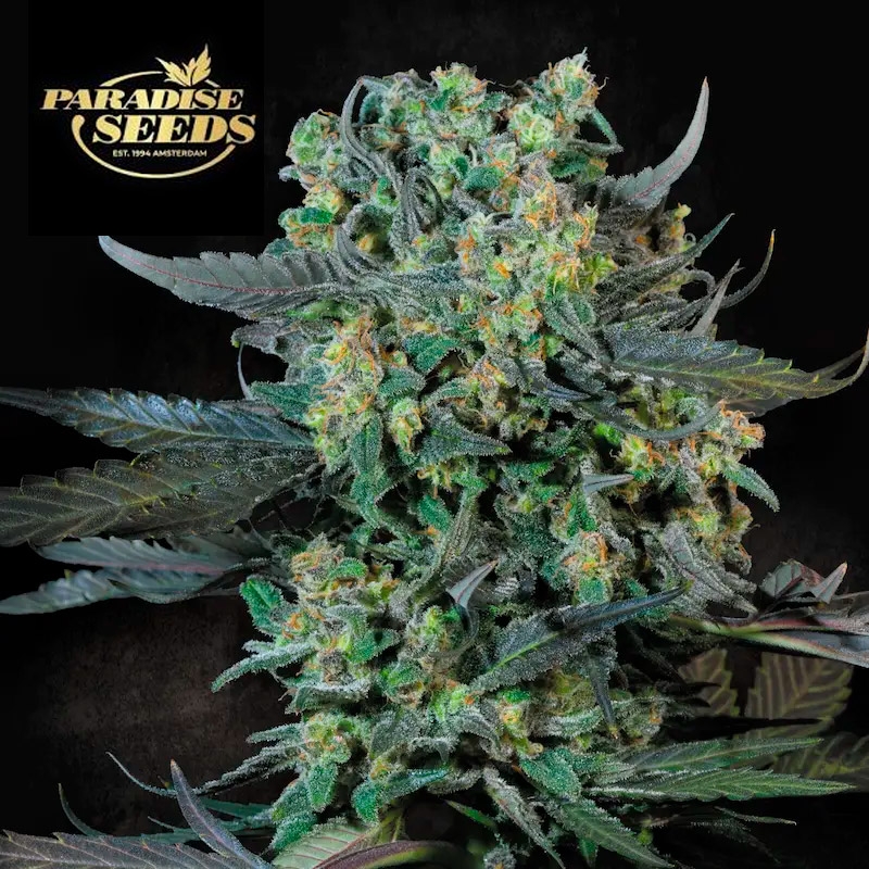 Momo de Paradise Seeds