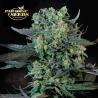 Momo de Paradise Seeds