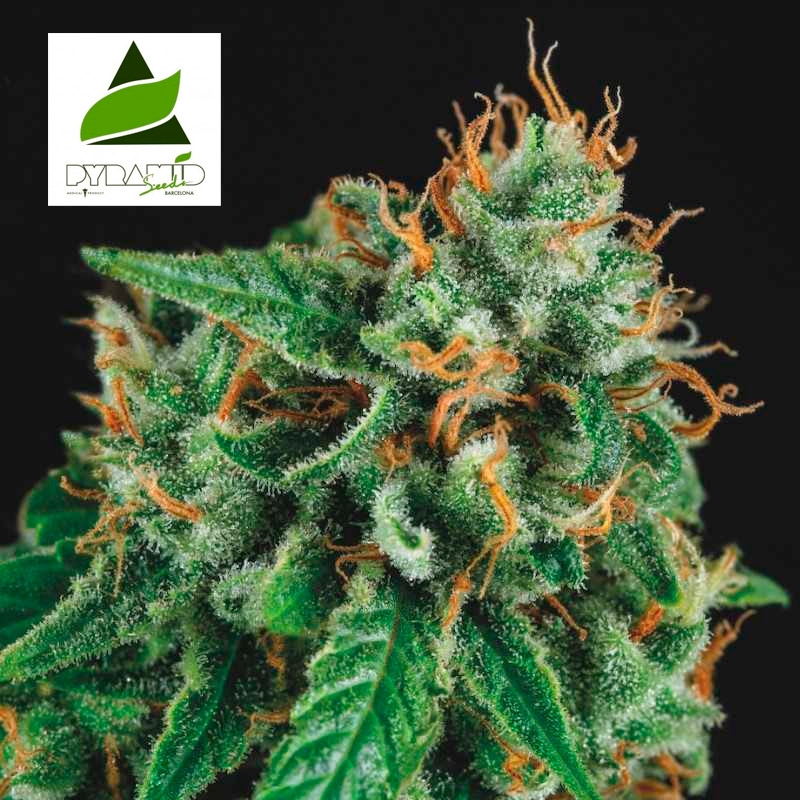 Imagen de las semillas Tutankhamon x Gorilla Glue