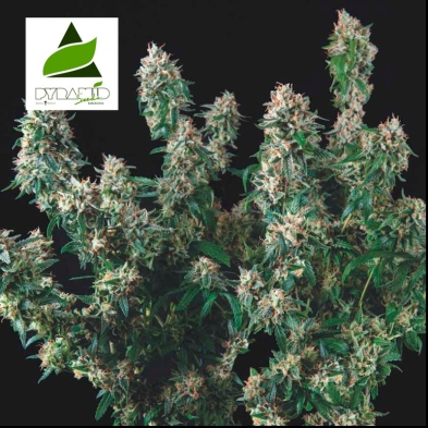 Imagen de semillas Tutankhamon x Cookies USA