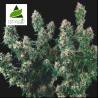 Imagen de semillas Tutankhamon x Cookies USA