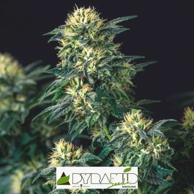 Imagen de la Anesthesia x Runtz