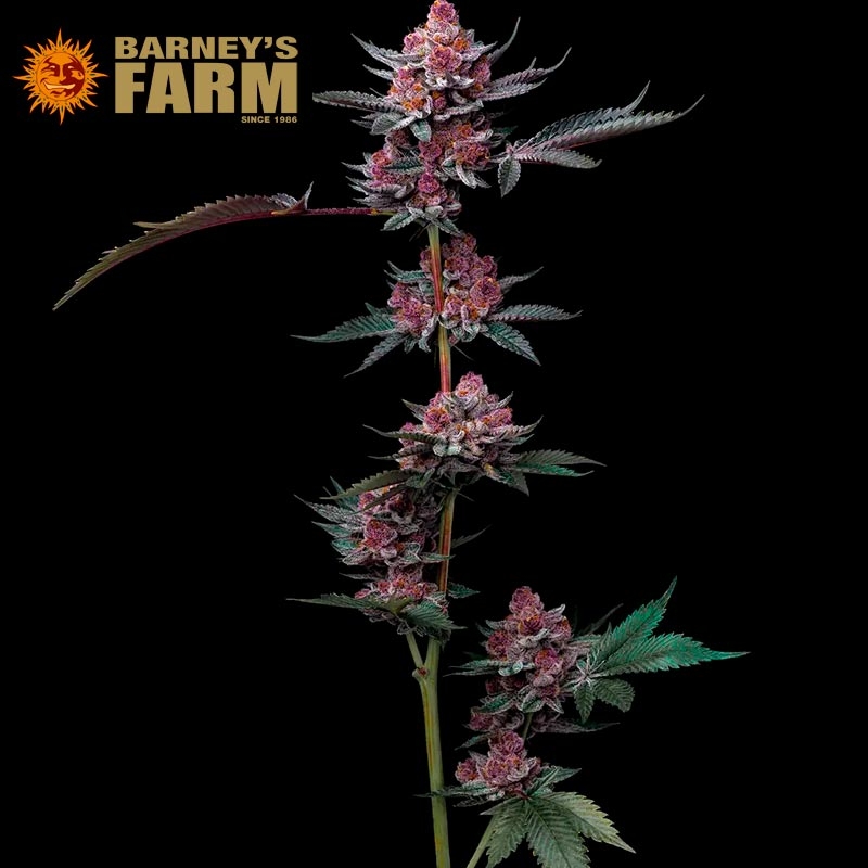 Imagen de Cherry Poppers