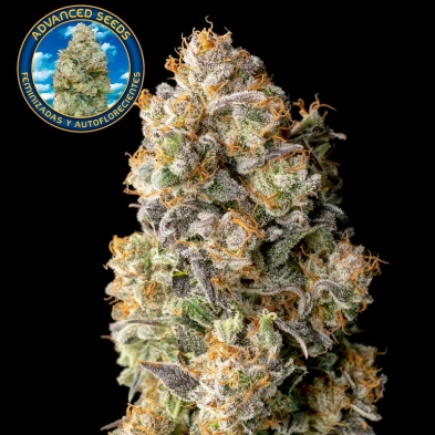 Imagen de Acai Mintz
