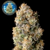 Imagen de Acai Mintz