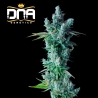 Imagen de Kosher Dawg