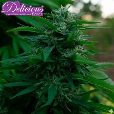 Imagen de Lord Kush