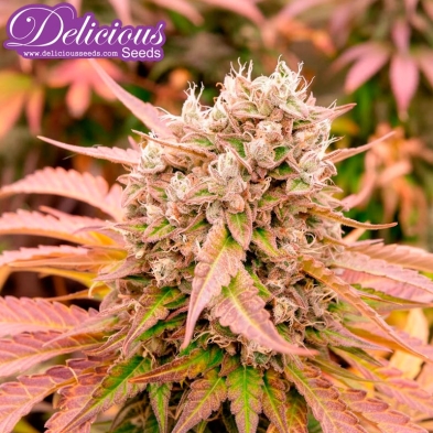 Imagen de Dark Lemonade Auto