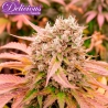 Imagen de Dark Lemonade Auto