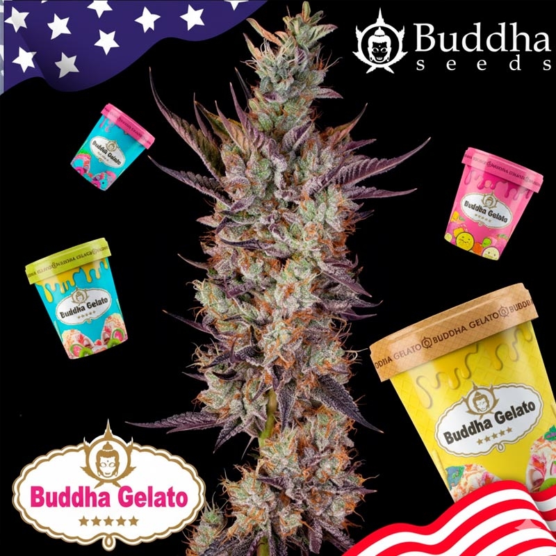 Imagen de Budda Gelato