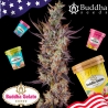 Imagen de Budda Gelato