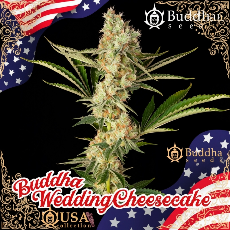 Imagen Buddha Wedding Cheesecake