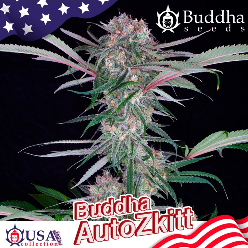 Imagen de Buddha Auto Zkitt