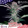 Imagen de Buddha Auto Zkitt