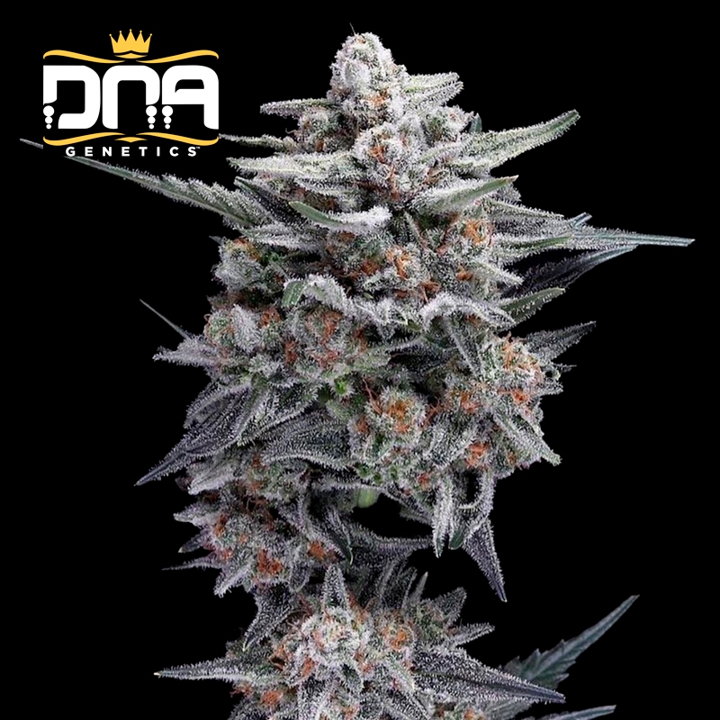 Imagen de  HG23 AKA Michael Jordan