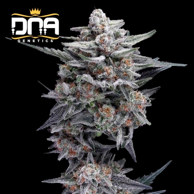 Imagen de  HG23 AKA Michael Jordan